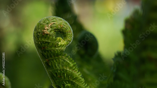 green fern leaf