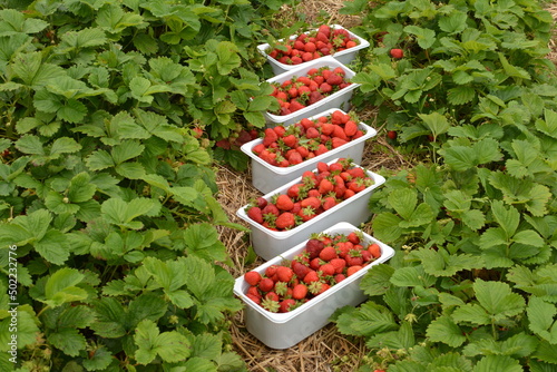 Strawberries in plastic trays