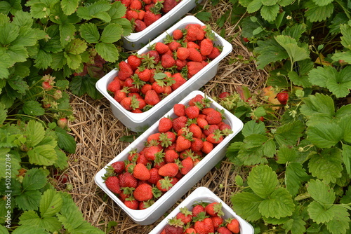 Strawberries in plastic trays