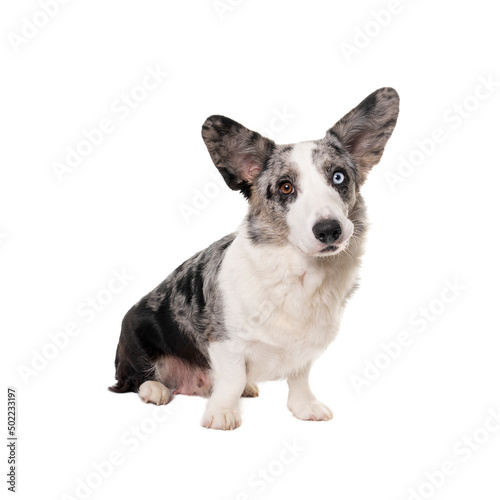 Male odd-eye Cardigan Corgi isolated in white © Leoniek