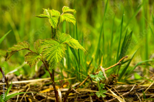 фотографія Dewberry, young plant, Rubus caesius L.