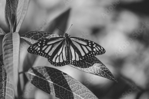 Monarch Butterfly - black and white