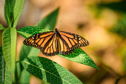 Monarch Butterfly
