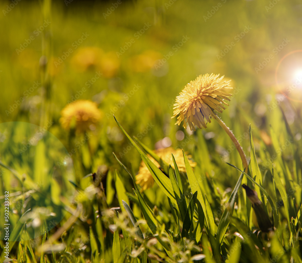 Beautiful yellow dandelion flower in warm summer or spring in sunlight against the background of lush green grass.Beauty of nature.Macro.Summer concept.Side view.copy space.
