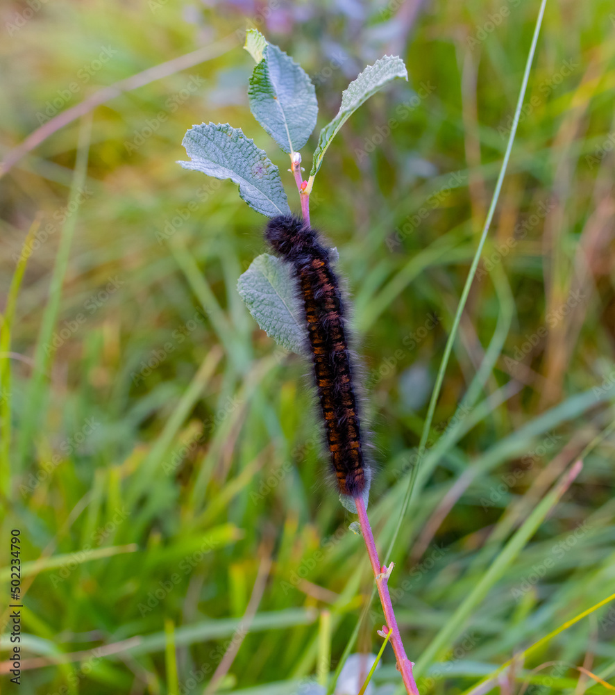 Fox Moth Catapiller (Macrothylacia rubi) in September