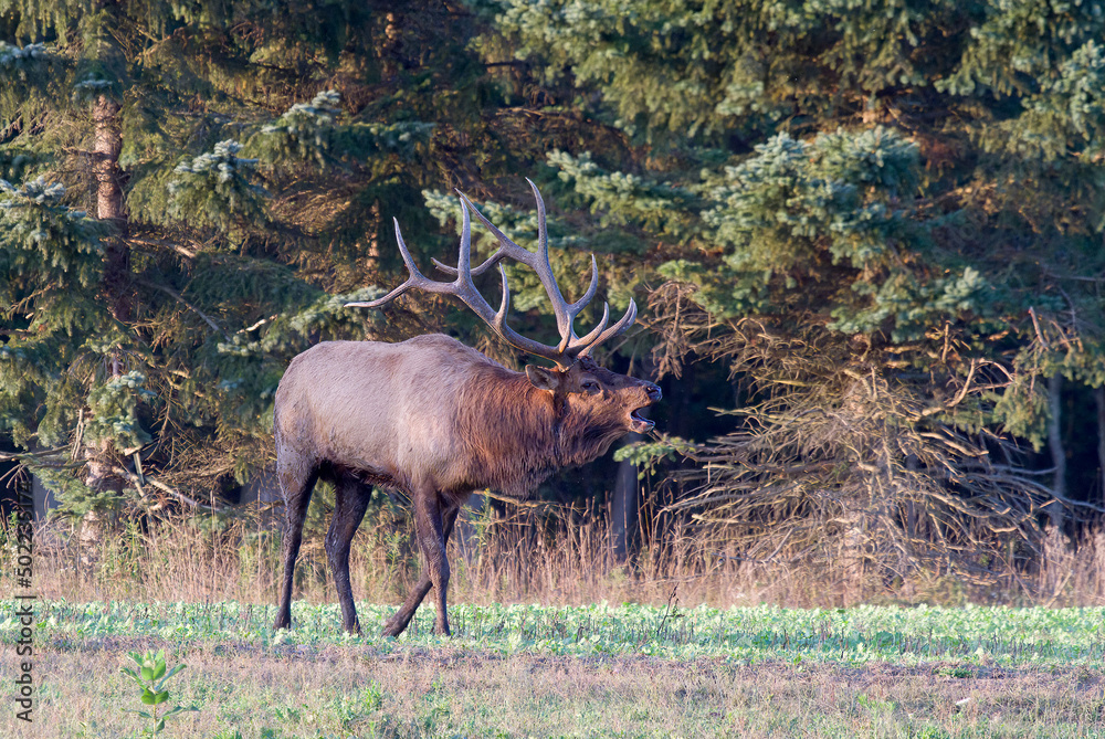 Fototapeta premium bull elk bugling in the woods, Benezette, PA