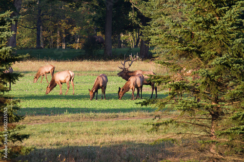 a bull elk and his herd of cows  Benezette  PA