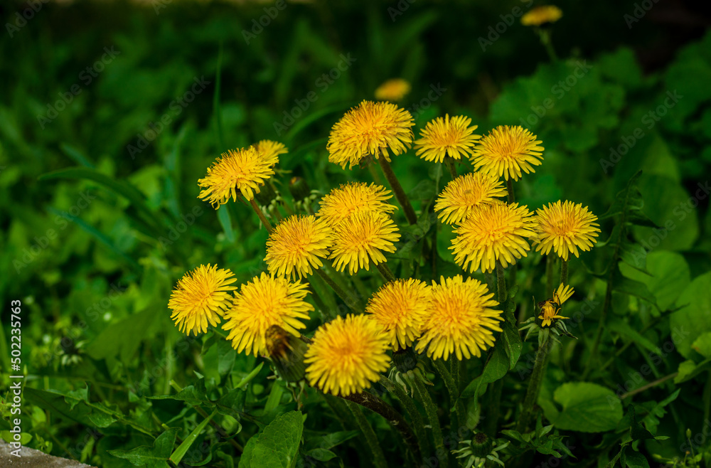 Obraz premium Beautiful flowers of yellow dandelions in nature in warm spring on meadow in sunlight, macro. Dreamy artistic image of beauty of nature.Green field Closeup of yellow spring flowers on the ground