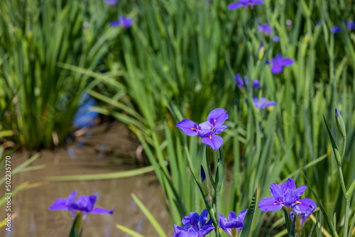 Flower garden with iris tectorum