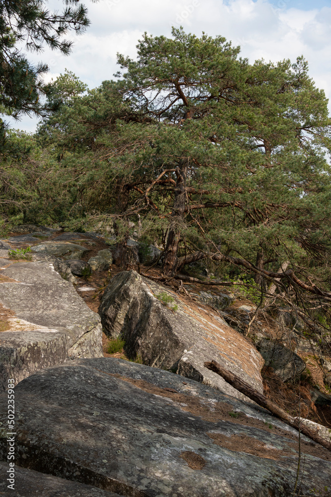 Pin sylvestre, Pinus sylvestris, Rochers, Gorges de Franchard, Forêt de Fontainebleau, Seine et Marne, 78