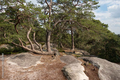 Pin sylvestre, Pinus sylvestris, Rochers, Gorges de Franchard, Forêt de Fontainebleau, Seine et Marne, 78 photo