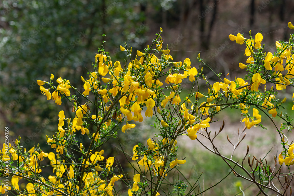 Obraz premium Genêt à balais, Cytisus scoparius