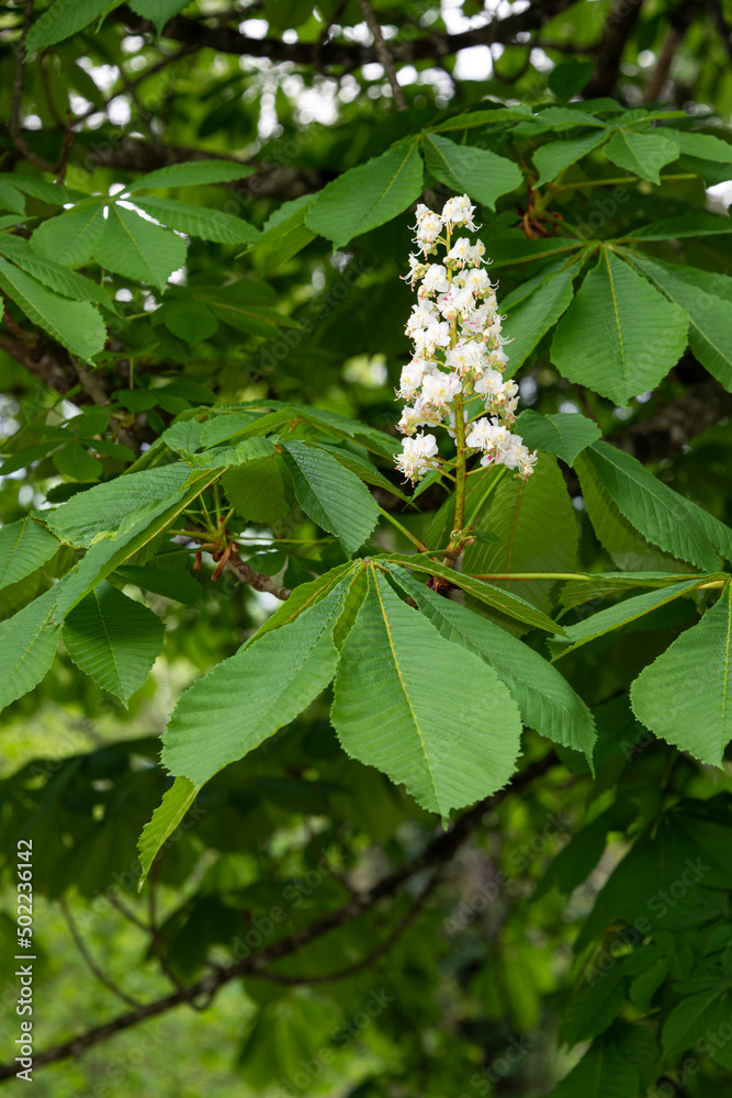 Marronnier d’Inde, Aesculus hippocastanum