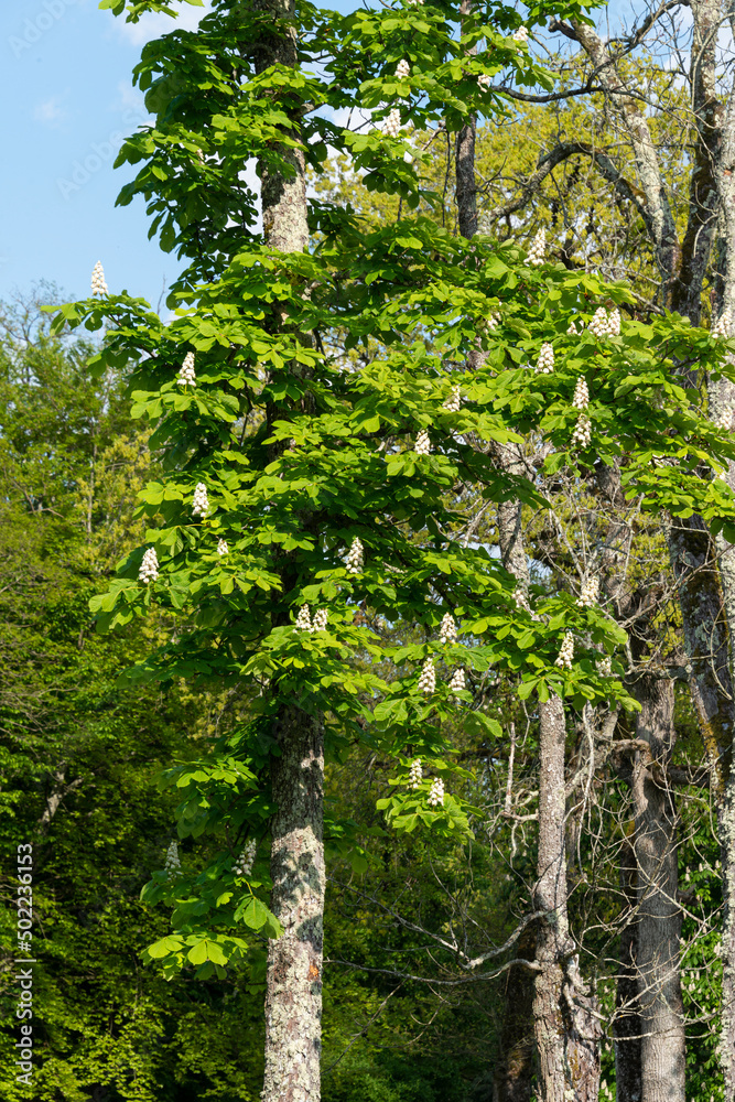 Fototapeta premium Marronnier d’Inde, Aesculus hippocastanum