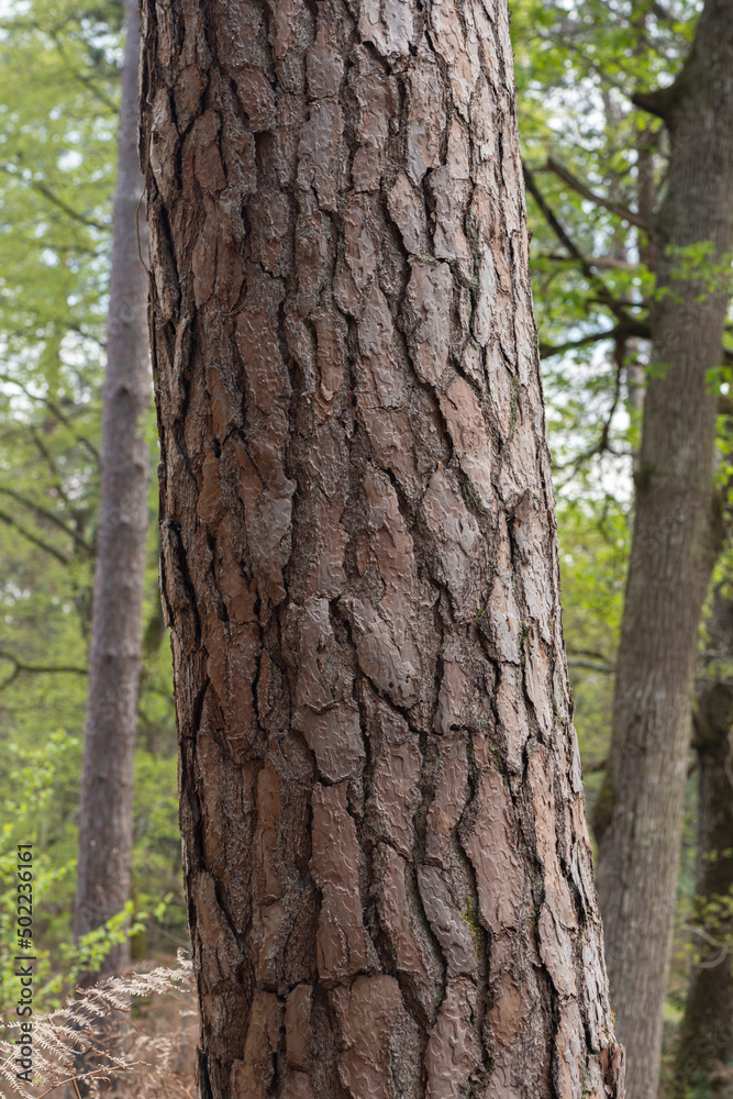 Pin sylvestre , Ecorse, Pinus sylvestris