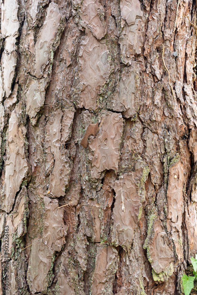 Pin sylvestre , Ecorse, Pinus sylvestris Pin sylvestre , Ecorse, Pinus sylvestris