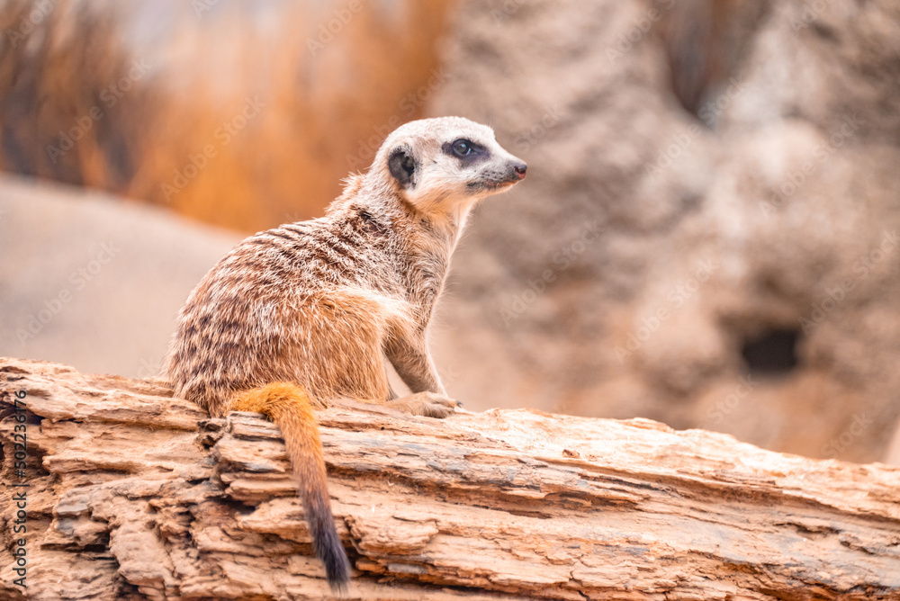 Fototapeta premium meerkat on guard