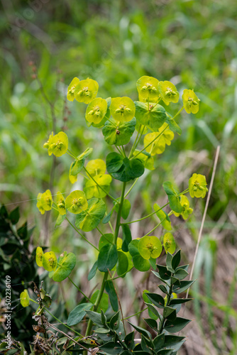 Euphorbe des bois, Euphorbia amygdaloïdes photo