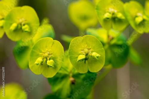 Euphorbe des bois, Euphorbia amygdaloïdes photo