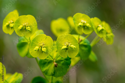 Euphorbe des bois, Euphorbia amygdaloïdes photo