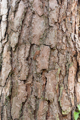 Fototapeta Naklejka Na Ścianę i Meble -  Pin sylvestre , Ecorse, Pinus sylvestris