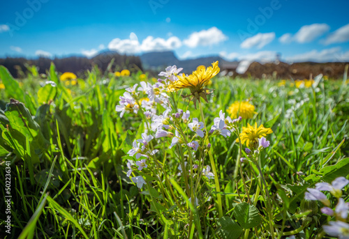 Spring in the mountains