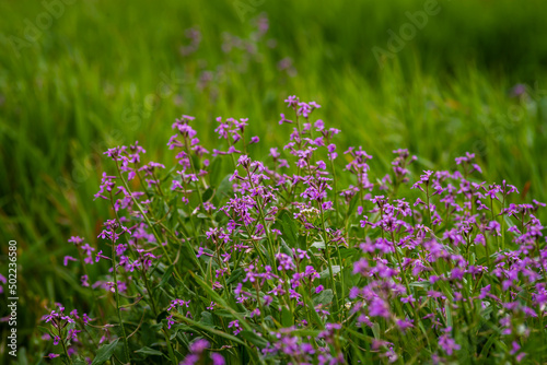 A close up of Chorispora tenella, or purple mustard, an Asian invasive species. A field of purple flowers. Purple and pink flowers with green stems on mustard weed. sunrise early morning photo
