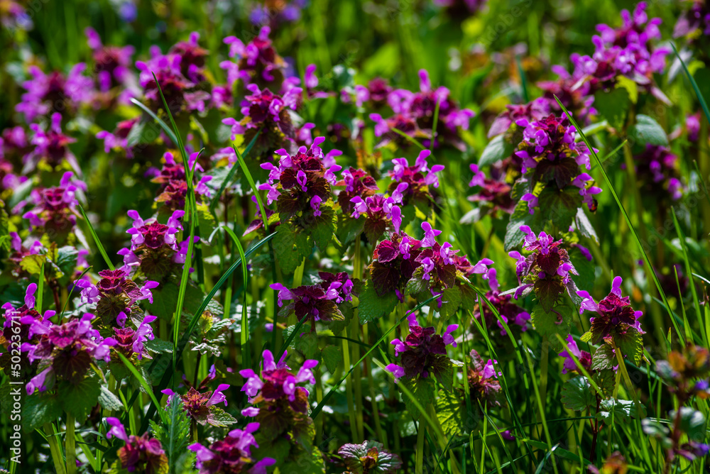 Lamium purpureum, known as red dead-nettle, purple dead-nettle, or purple archangel, is a herbaceous flowering plant of the Lamiaceae family. Cut-Leaved Dead-Nettle (Lamium purpureum). Lamium purpureum, known as red dead-nettle, purple dead-nettle, or purple archangel, is a herbaceous flowering plant of the Lamiaceae family. Cut-Leaved Dead-Nettle (Lamium purpureum).
