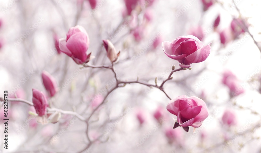 Wiosenne kwiaty Magnolia - obrazy, fototapety, plakaty 