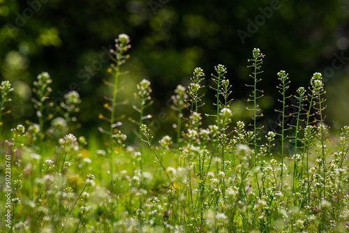 Fotografie Green meadow with Capsella bursa pastoris, Flower of Shepherd's purse