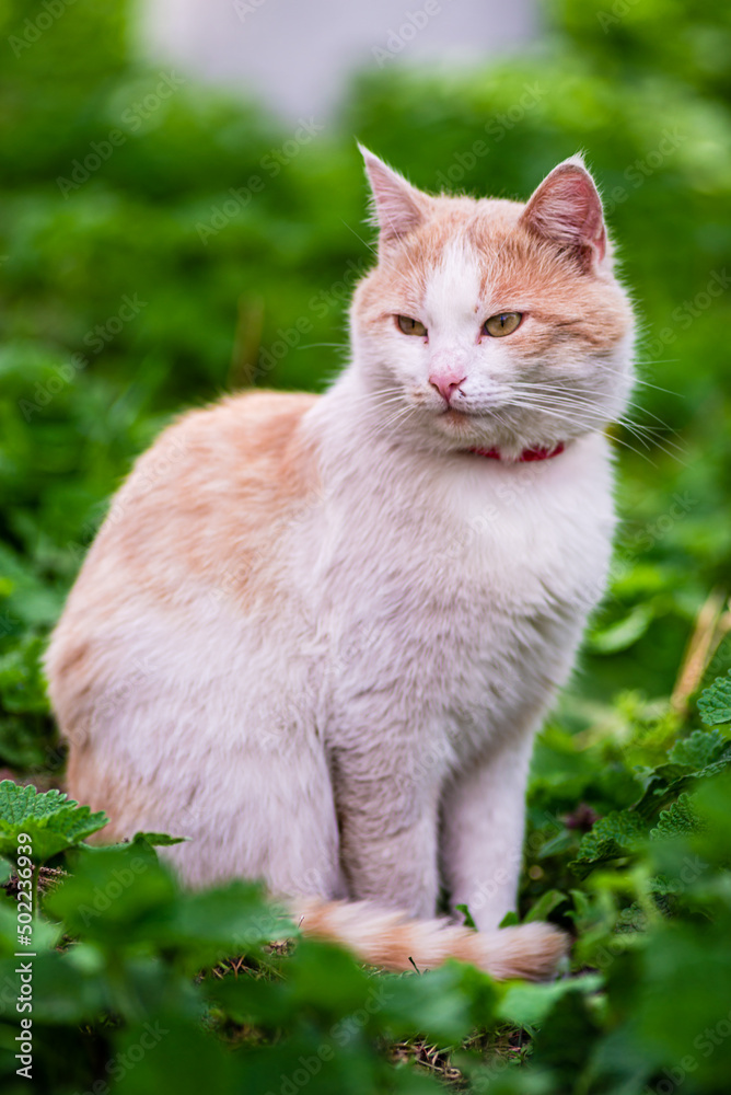 red Cat with kind green, blue eyes, Little red kitten. Portrait cute red ginger kitten. happy adorable cat, Beautiful fluffy red orange cat lie in grass outdoors in garden, spring dandelion red Cat with kind green, blue eyes, Little red kitten. Portrait cute red ginger kitten. happy adorable cat, Beautiful fluffy red orange cat lie in grass outdoors in garden, spring dandelion