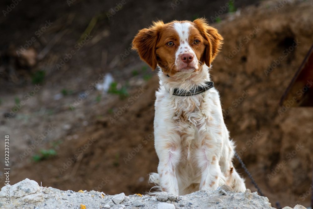 white and red The dog  in The Village, A small spaniel-type breed of dog Kooikerhondje on a rock