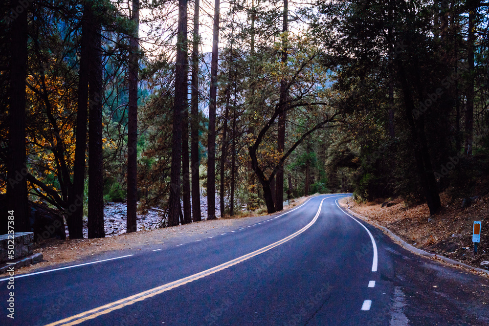Fototapeta premium Empty road leading through fall foliage at California with yellow lines in the forest in Mountains in Fall