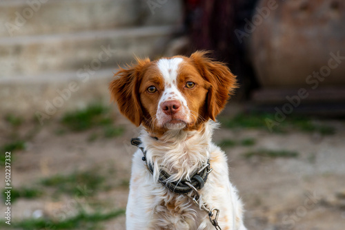 white and red The dog in The Village, A small spaniel-type breed of dog Kooikerhondje on a rock
