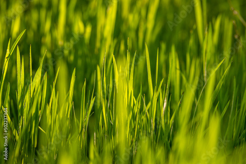 Elytrigia. Herbaceous background of juicy high green couch grass close-up. Fresh young bright grass Elymus repens beautiful herbal texture, spring. Water drops, wheatgrass sunset, rain