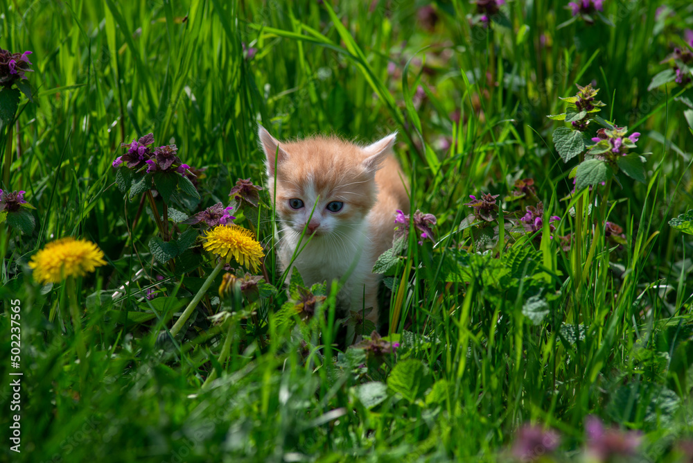 red Cat  with kind green, blue eyes, Little red kitten. Portrait cute red ginger kitten. happy adorable cat, Beautiful fluffy red orange cat lie in  grass outdoors in garden, spring dandelion