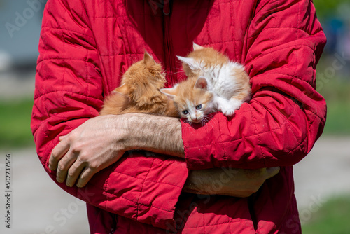 red Cat with kind green, blue eyes, Little red kitten. Portrait cute red ginger kitten. happy adorable cat, Beautiful fluffy red orange cat lie in grass outdoors in garden, spring dandelion