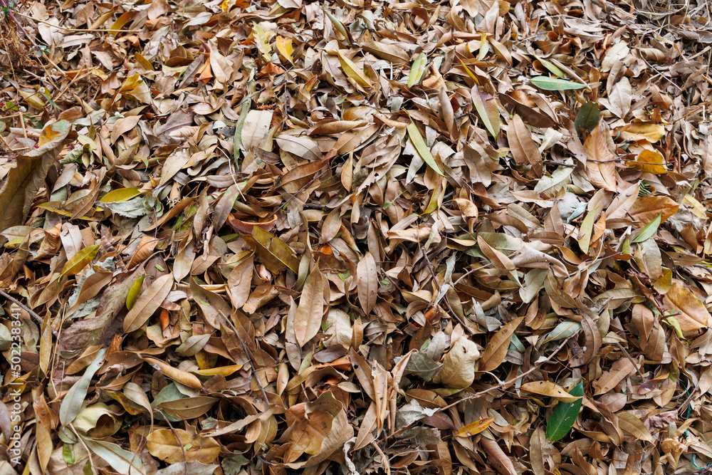 Dry leaves as a background Dry leaves as a background