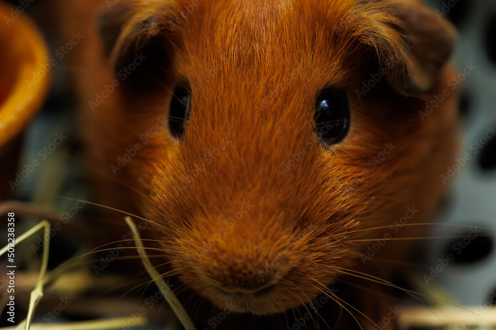 The brown gatsby of rat is cute pet. The brown gatsby of rat is cute pet.