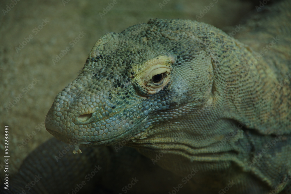 Komodo dragon, monitor lizard Komodo dragon, monitor lizard