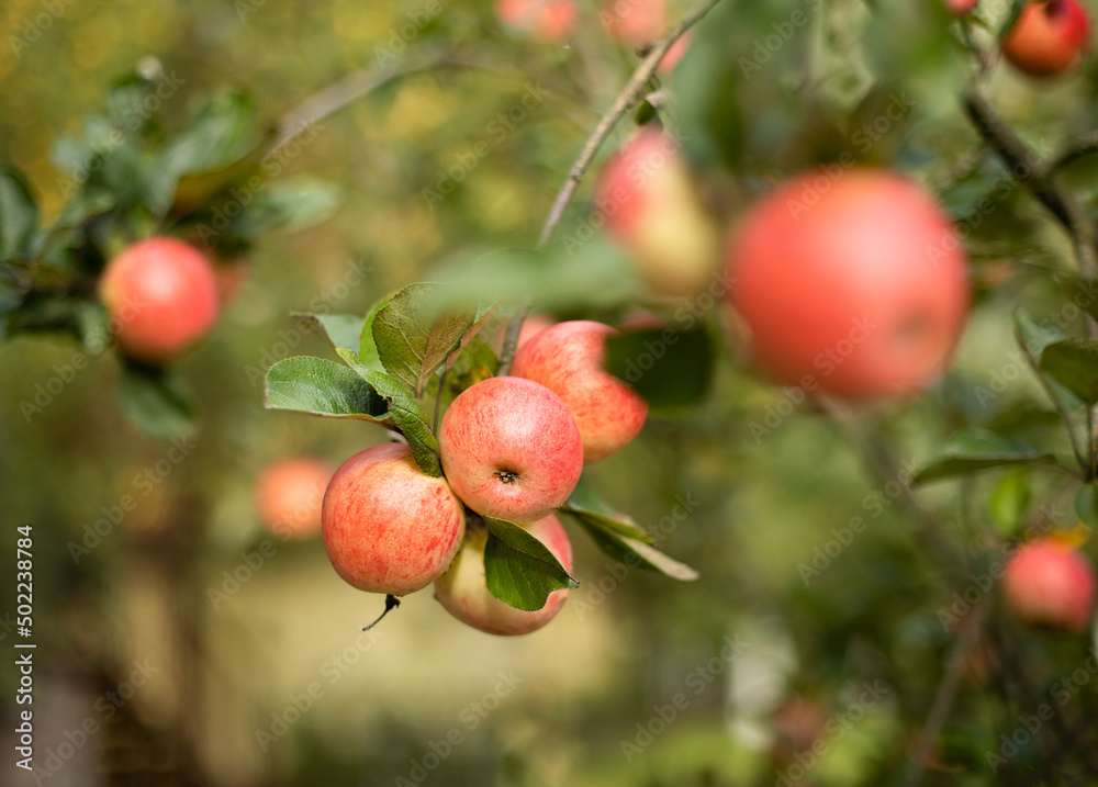 A variety of red apple on a fruit-bearing tree. Medium-sized fruits on lush green trees, fruits ready to be harvested.