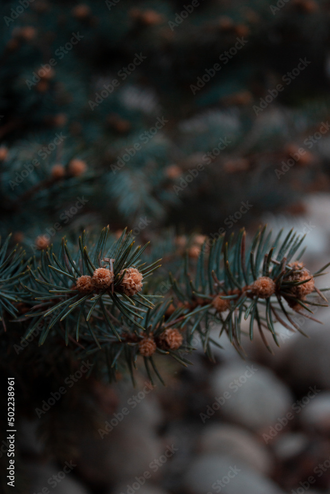 close up of pine needles on a branch close up of pine needles on a branch