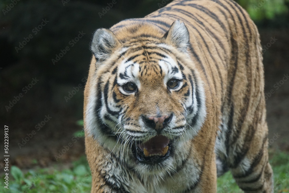 Fototapeta premium schielender Königstiger