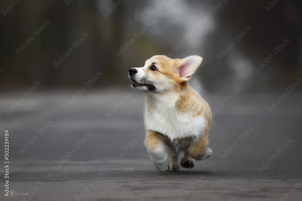 dog in the park