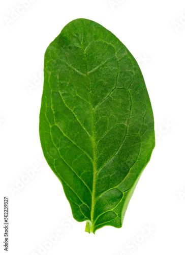 fresh green spinach leaf  basil on white background.