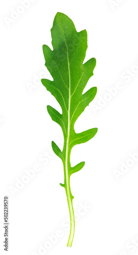 fresh green spinach arugula on white background.
