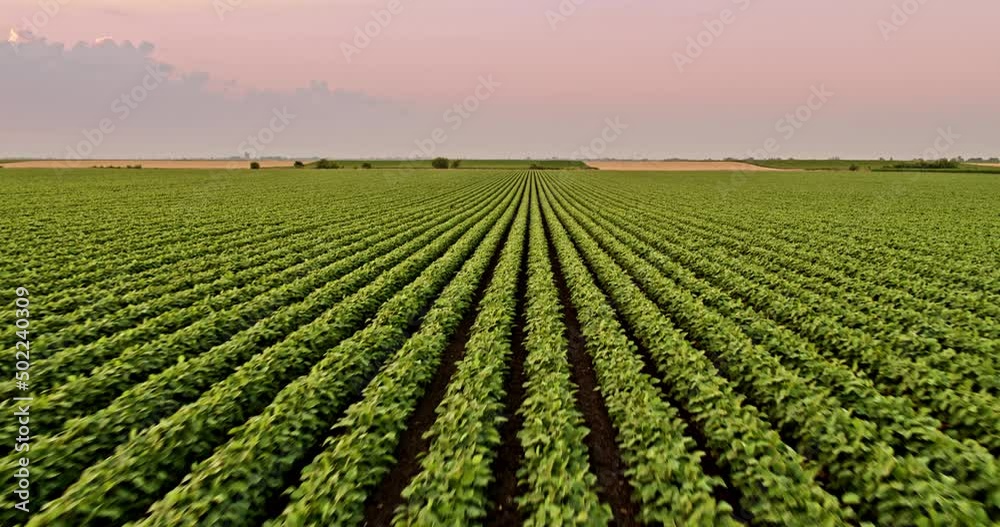 Agricultural soybeant field at industrial farm at sunset