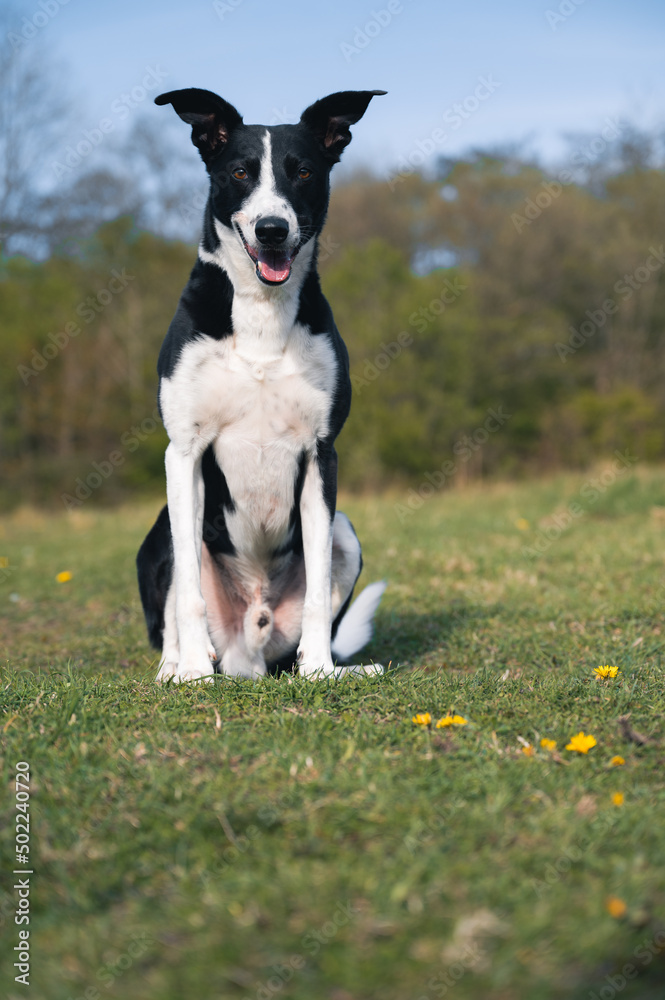 Black and White Collie Sheep Dog Working on a Farm in South Wales Black and White Collie Sheep Dog Working on a Farm in South Wales