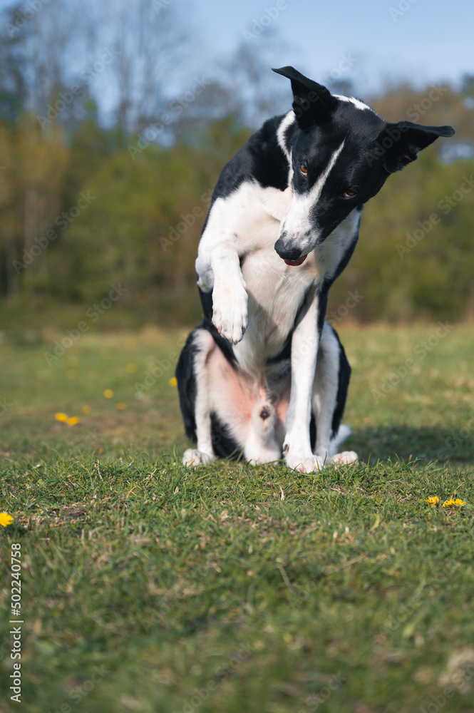 Black and White Collie Sheep Dog Working on a Farm in South Wales Black and White Collie Sheep Dog Working on a Farm in South Wales