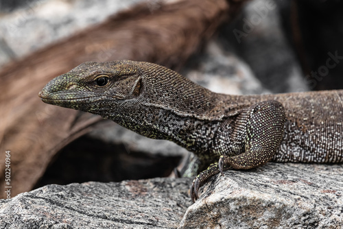 Large monitor lizard in dry leaves